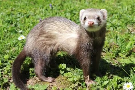 Trouvé : Furet
